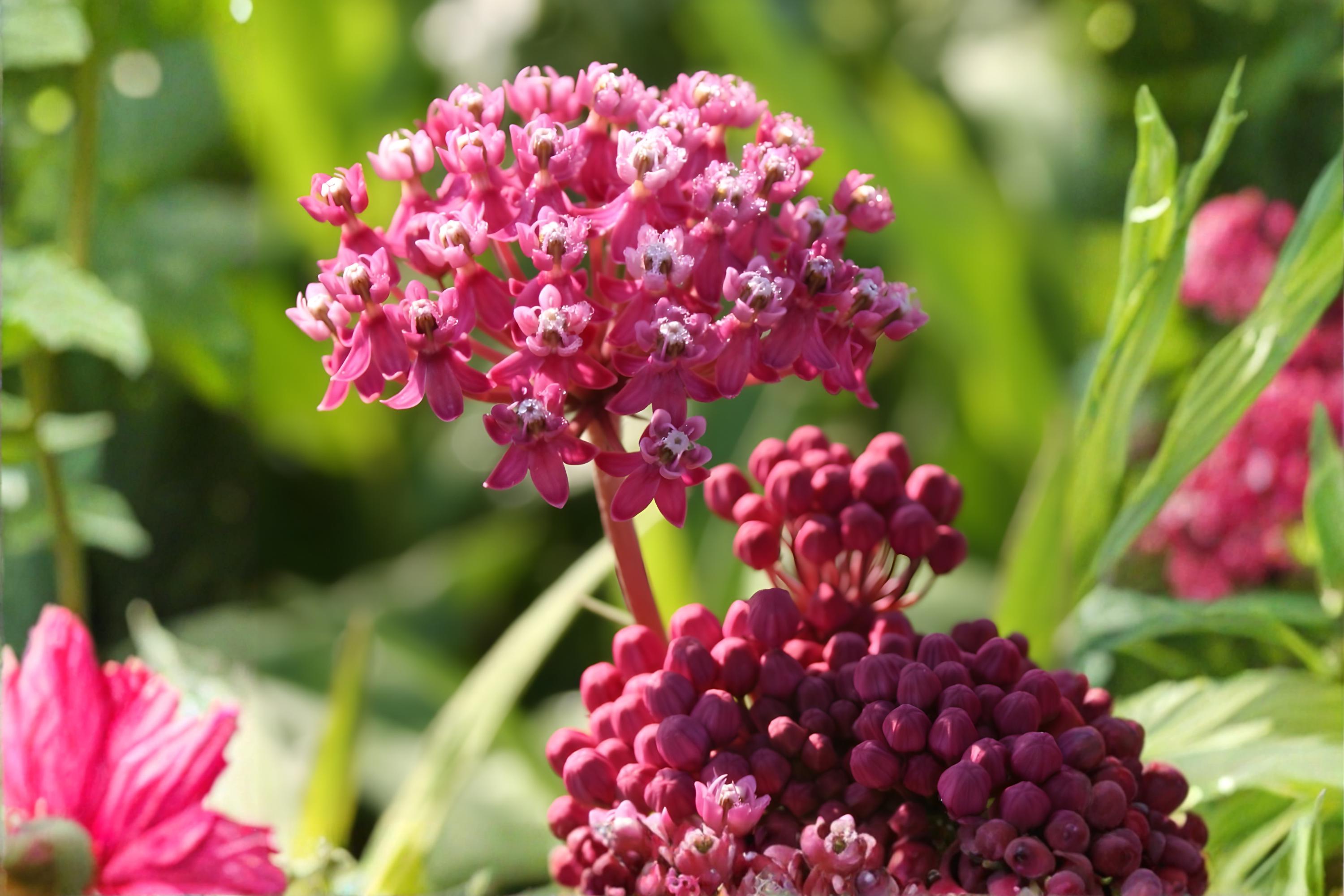 Rose Milkweed Seeds (15) | Asclepias incarnata | Native Pollinator Plant for Monarchs & Wetlands