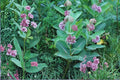 Common Milkweed Seeds (15) | Native Asclepias syriaca for Monarch Butterflies & Pollinator Gardens