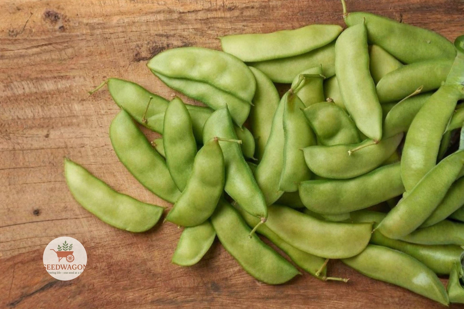 Henderson Bush Lima Bean Seeds – Heirloom Non-GMO Vegetable, Easy Grow, Compact Bush Phaseolus lunatus, 100+ Seeds