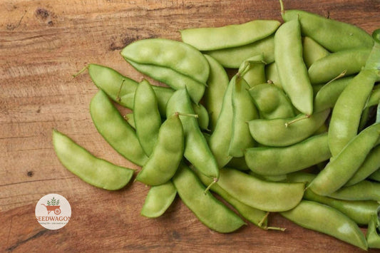 Henderson Bush Lima Bean Seeds – Heirloom Non-GMO Vegetable, Easy Grow, Compact Bush Phaseolus lunatus, 100+ Seeds