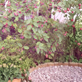 Serviceberry Live Plants – 2 Pack, 16–24 Inches, Amelanchier arborea, White Flowers & Summer Berries, Deciduous Shrub or Small Tree