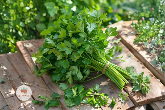 Italian Parsley Seeds – Heirloom Non-GMO Dark Green Flat Leaf Herb – Petroselinum crispum, Culinary Garnish, 50+ Seeds