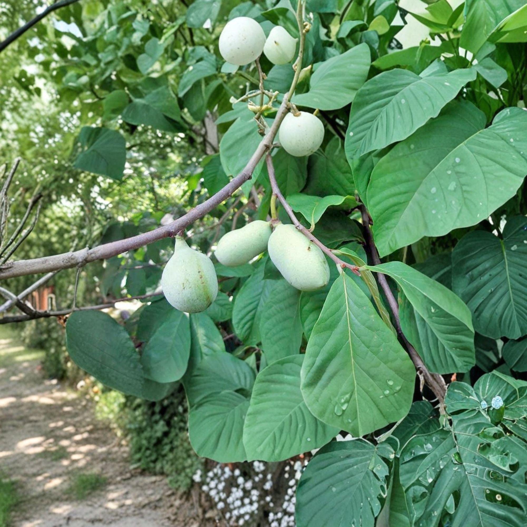 Paw Paw Live Plant – 8–12 Inches – Asimina triloba – Edible Native Fruit Tree for Landscaping