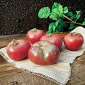 Cherokee Purple Tomato Plants – Heirloom Solanum lycopersicum – 2 Live Starter Plants, 4–6 Inches, Full Sun, Vegetable Garden