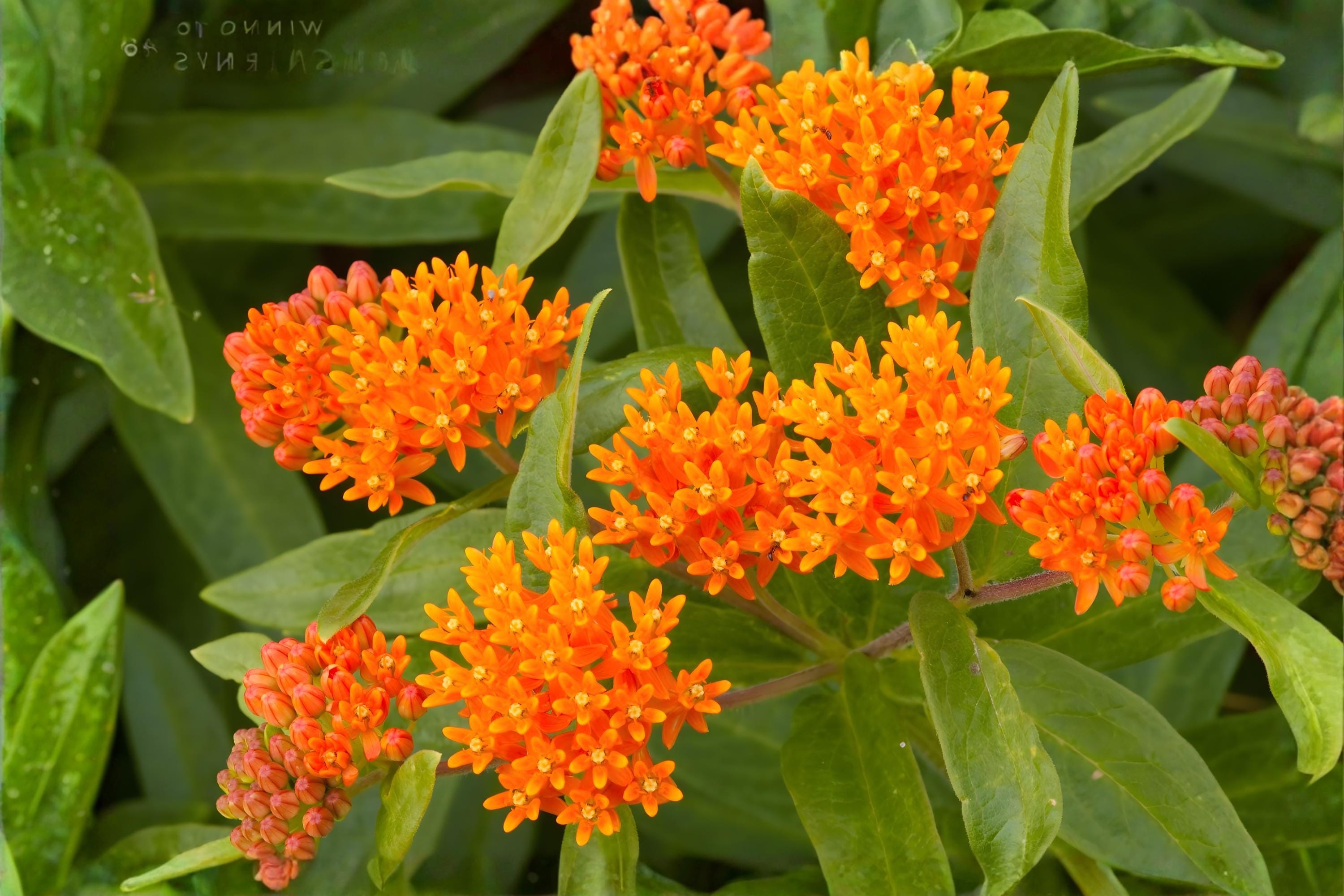 Butterfly Weed Seeds (15) | Orange Milkweed Asclepias tuberosa | Native Wildflower for Pollinators & Monarchs