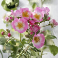Wild Pink Climbing Rose Live Plant Bare Root, Hardy Garden Rose with Pink Blooms, Climbing Rose, Rosa rubiginosa