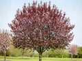 Cherry Plum Cuttings – Ornamental Purple Foliage Fruit Tree, Prunus cerasifera, 3 Unrooted 6-Inch Branches