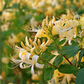 4 Live Hall’s Honeysuckle Vines, Fragrant White-Yellow Flowers, Climbing & Ground Cover, Lonicera japonica ‘Halliana’