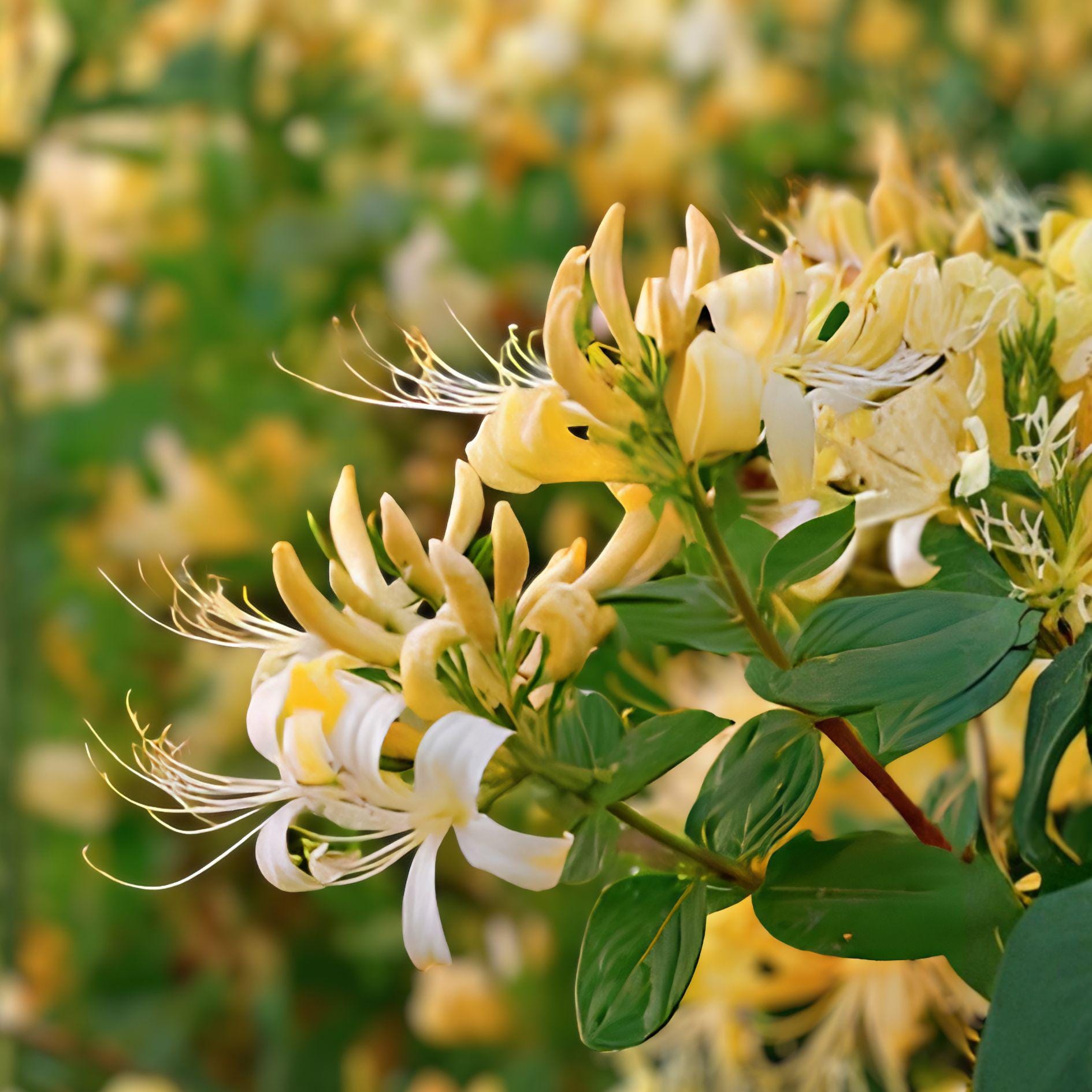 4 Live Hall’s Honeysuckle Vines, Fragrant White-Yellow Flowers, Climbing & Ground Cover, Lonicera japonica ‘Halliana’