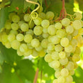 Vitis Thompson Seedless Grape Vine Cuttings – 3 Live Unrooted 6-Inch Climbing Fruit Garden Plants