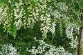 Black Locust Tree Seeds – Robinia pseudoacacia, Ornamental Flowering Tree, Fast-Growing Deciduous Tree for Landscape and Garden