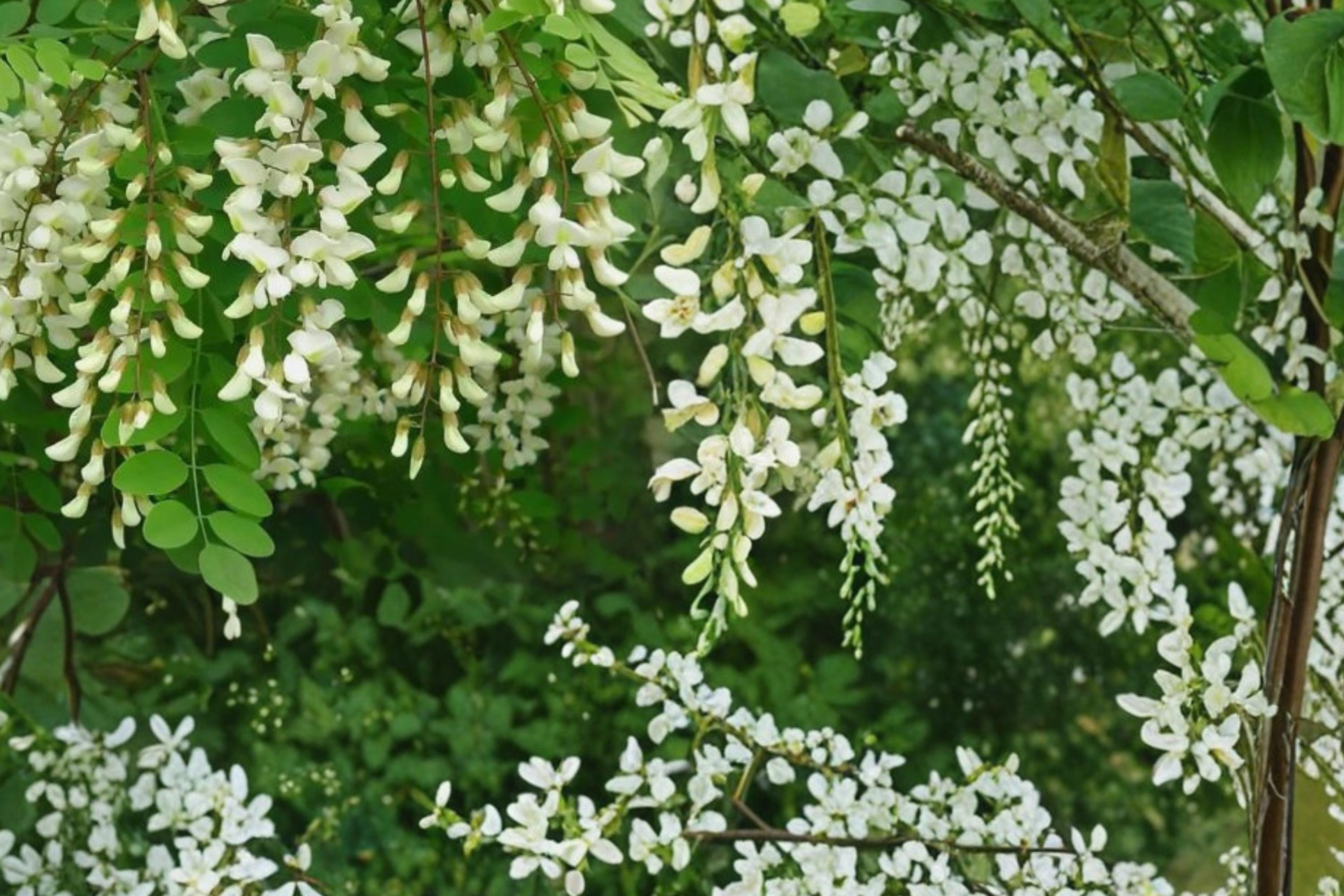 Black Locust Tree Seeds – Robinia pseudoacacia, Ornamental Flowering Tree, Fast-Growing Deciduous Tree for Landscape and Garden