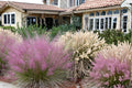 Pink Muhly Grass Seeds – Muhlenbergia capillaris, Ornamental Perennial Grass with Pink Flower Plumes, Drought Tolerant, Landscape Plant