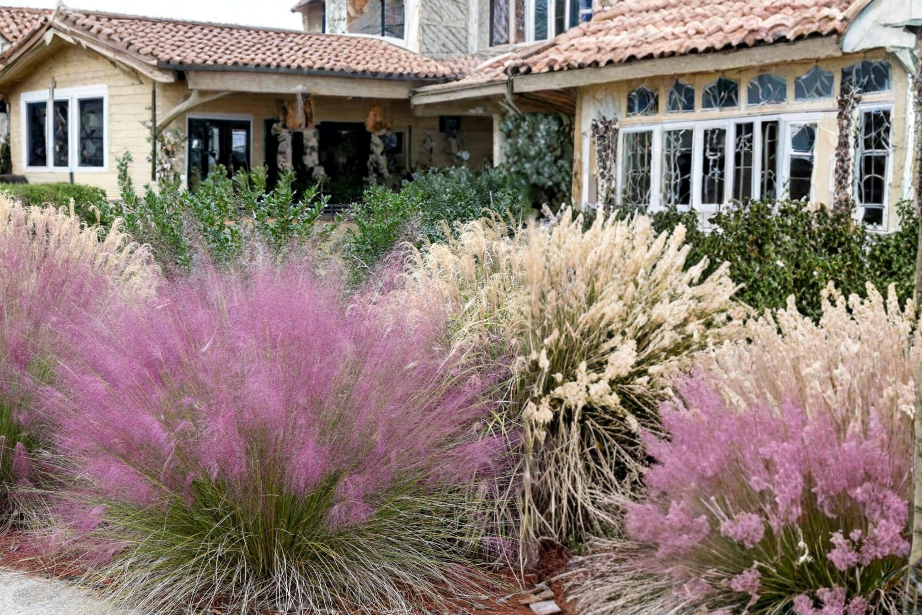 Pink Muhly Grass Seeds – Muhlenbergia capillaris, Ornamental Perennial Grass with Pink Flower Plumes, Drought Tolerant, Landscape Plant