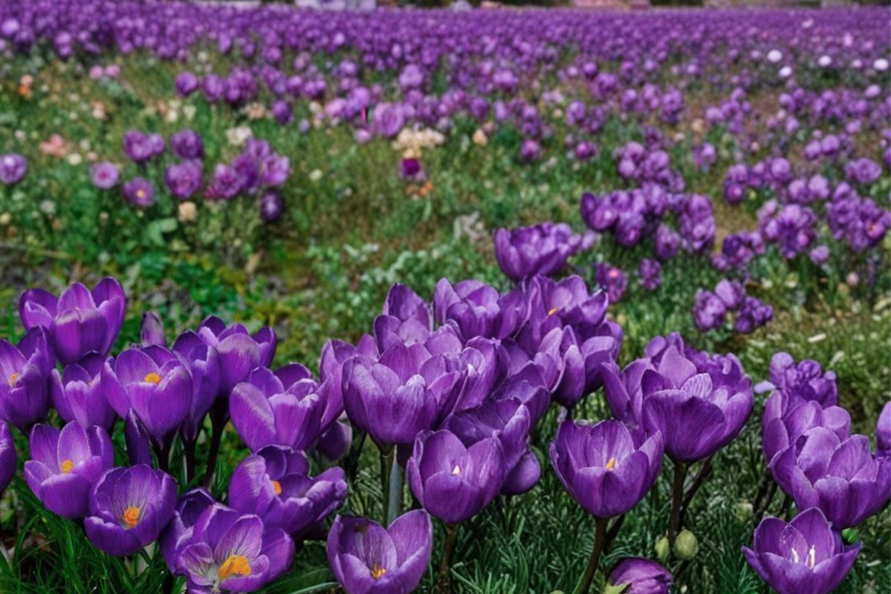 Crocus Record Bulbs – 20 Pack, Purple Spring-Flowering Bulbs, Crocus vernus, Garden Bed & Border Plant