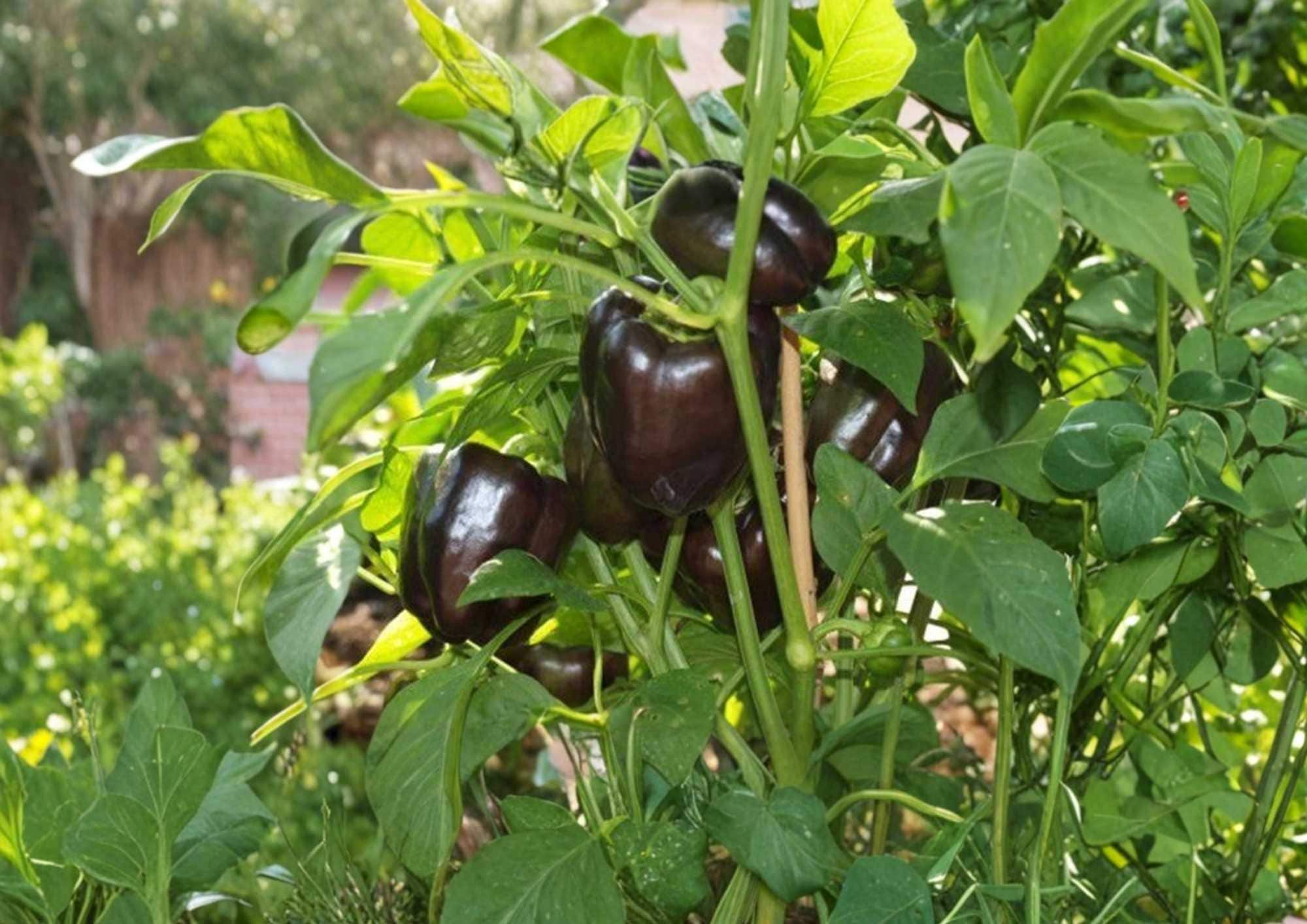 European Black Cherry Tomato Seeds, Rare Heirloom Vegetable Seeds, Juicy Dark Purple Red, High Yield, Easy to Grow, Garden Planting