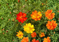 100+ Mexican Torch Sunflower Seeds | Tithonia Flower Seeds for Garden Planting | Bright Orange Blooms | Attracts Bees, Butterflies, Hummingbirds