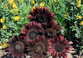 50+ Chocolate Cherry Sunflower Seeds – Heirloom Organic Non-GMO Pollinator Flower Seeds, Deep Burgundy Blooms, Garden Planting