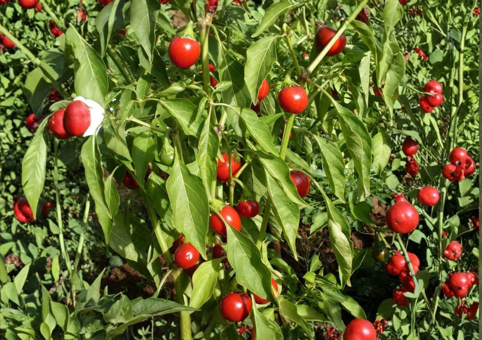 100+ Red Cherry Pimenta Pepper Seeds – Heirloom Organic Non-GMO Chili Seeds for Garden Planting, Round Hot Sweet Thick Wall Variety