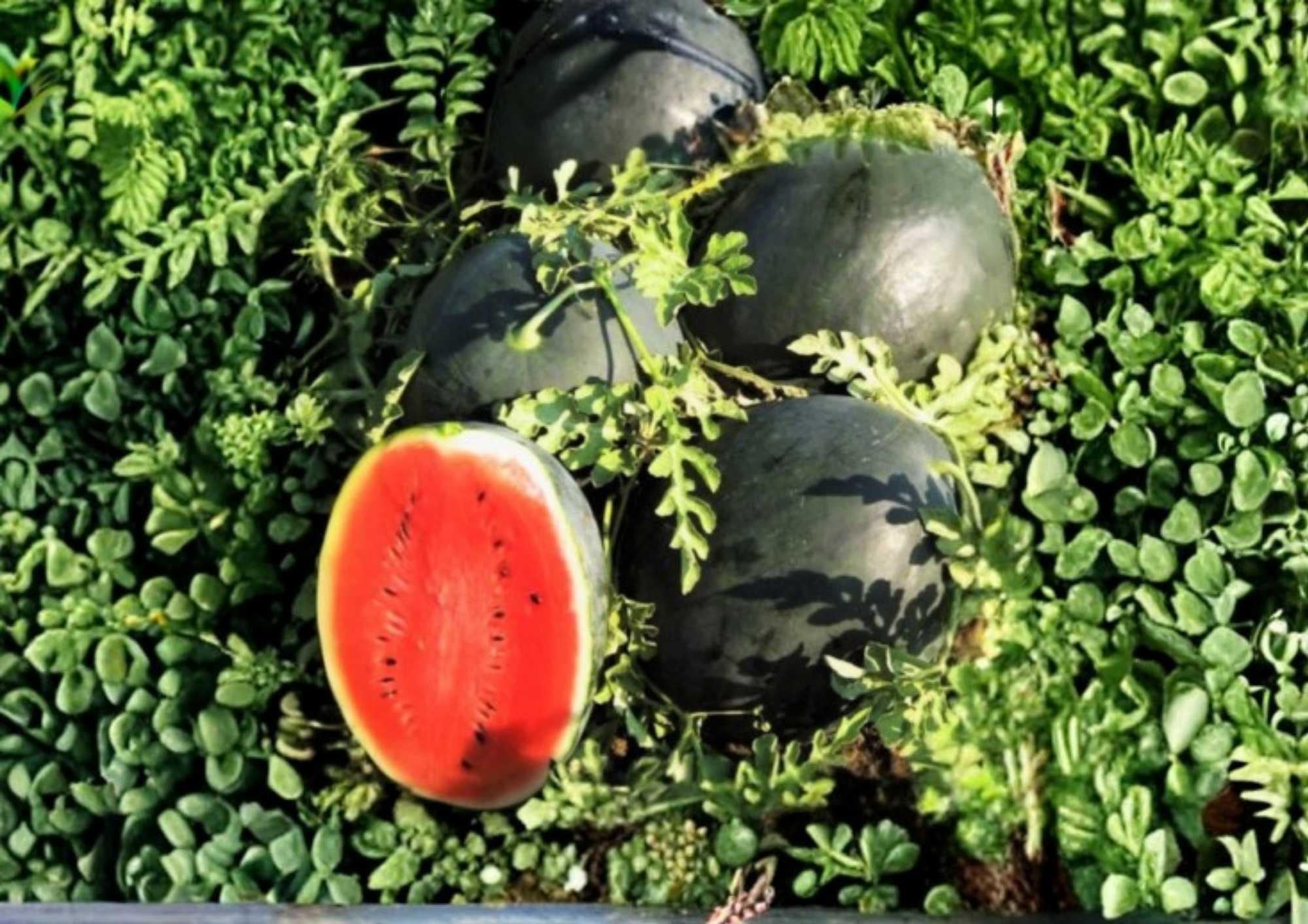 25+ Charleston Grey Watermelon Seeds – Heirloom Organic Non-GMO Giant Fruit Seeds for Garden Planting, Sweet Red Flesh Large Melon