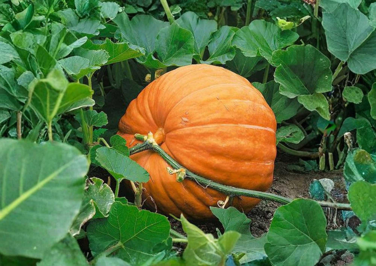 Mammoth Gold Giant Pumpkin Seeds – Heirloom Organic Non-GMO Vegetable Seeds for Large Golden Fruits, Fast Growing, 40-60 lbs, Garden Planting