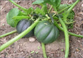 50+ Table Queen Acorn Winter Squash Seeds | Heirloom Non-GMO Vegetable Seeds for Garden Planting | Sweet Dark Green Storage Variety