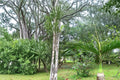 Bottle Palm Seeds – Hyophorbe lagenicaulis Tropical Ornamental Palm for Landscaping & Containers