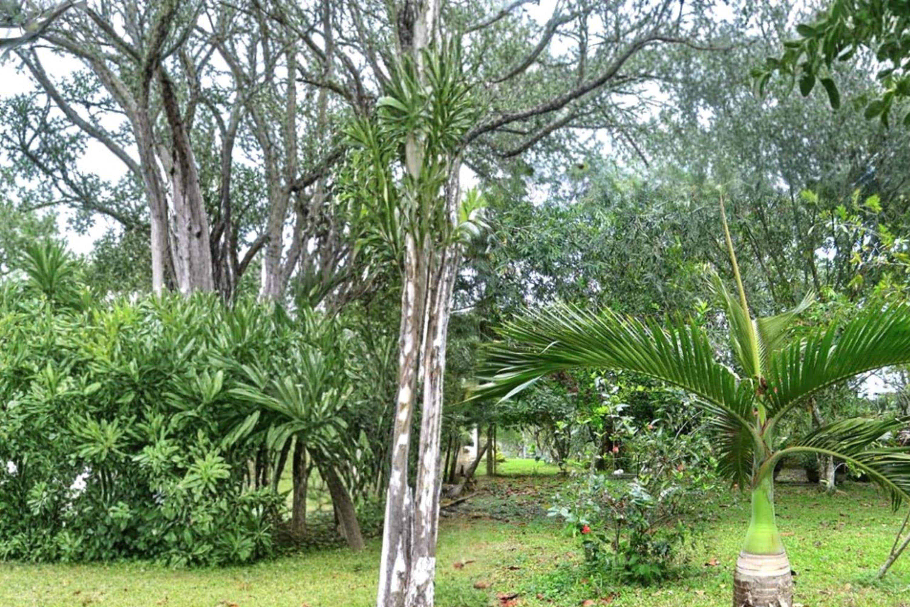 Bottle Palm Seeds – Hyophorbe lagenicaulis Tropical Ornamental Palm for Landscaping & Containers