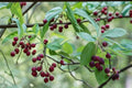 Juneberry Seeds – Amelanchier lamarckii, Edible Berries, Ornamental Shrub & Small Tree, White Flowers, Berry Plant for Garden & Landscaping