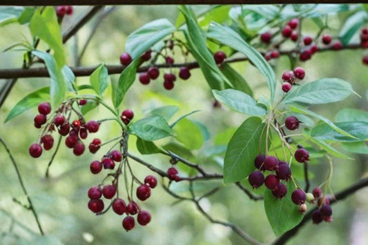 Juneberry Seeds – Amelanchier lamarckii, Edible Berries, Ornamental Shrub & Small Tree, White Flowers, Berry Plant for Garden & Landscaping