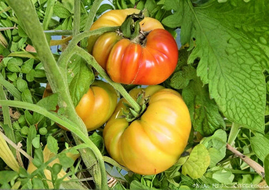 Kellogg’s Breakfast Tomato Seeds, Heirloom Non-GMO Vegetable Seeds for Garden, Large Orange Beefsteak, Sweet Juicy, Rare Variety