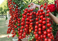 Sugar Bomb Cherry Tomato Seeds – Heirloom Non-GMO Vegetable Seeds for Garden Planting, Super Sweet Red Cherry, High Yield Snacking Variety