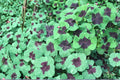 Iron Cross Shamrock Bulbs – Oxalis tetraphylla, Perennial Ornamental Bulb with Pink Flowers & Clover-Like Foliage