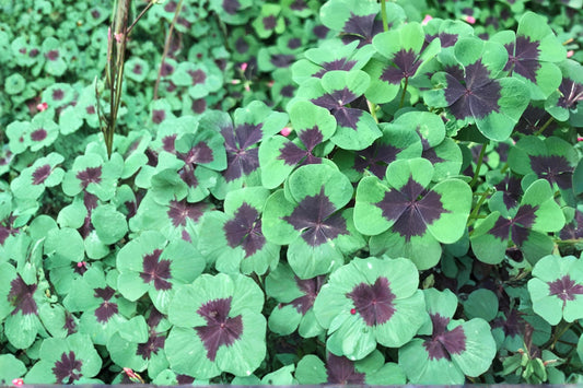 Iron Cross Shamrock Bulbs – Oxalis tetraphylla, Perennial Ornamental Bulb with Pink Flowers & Clover-Like Foliage