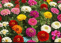 Zinnia Flower Seeds, 100+ Cut and Come Again, Bright Colors, Butterfly & Hummingbird Attracting, Garden Planting, Fast Shipping