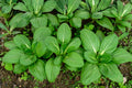 Pak Choi Seeds | Fun Jen Hybrid, Fast-Growing Asian Green for Stir-Fries & Soups, Brassica rapa