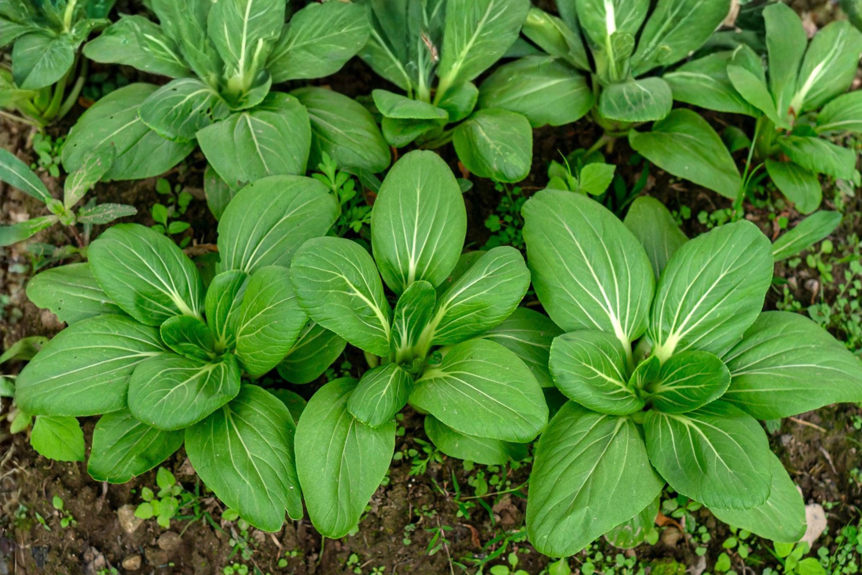 Pak Choi Seeds | Fun Jen Hybrid, Fast-Growing Asian Green for Stir-Fries & Soups, Brassica rapa
