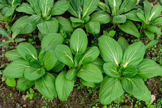 Pak Choi Seeds | Fun Jen Hybrid, Fast-Growing Asian Green for Stir-Fries & Soups, Brassica rapa