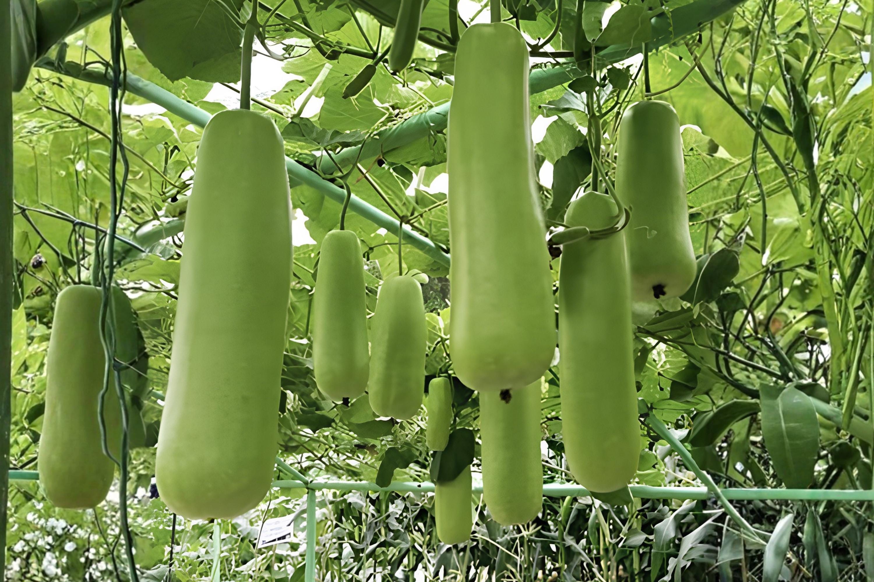 Nam Tao Yai Gourd Seeds | Large Bottle Gourd Hybrid for Culinary & Crafts | Fast-Growing Vine, High Yield