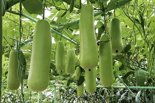 Nam Tao Yai Gourd Seeds | Large Bottle Gourd Hybrid for Culinary & Crafts | Fast-Growing Vine, High Yield