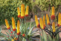 Aloe spectabilis Seeds – Succulent Perennial with Rosette Foliage & Tall Flowering Spikes, Drought Tolerant, Well-Drained Soil, Full Sun