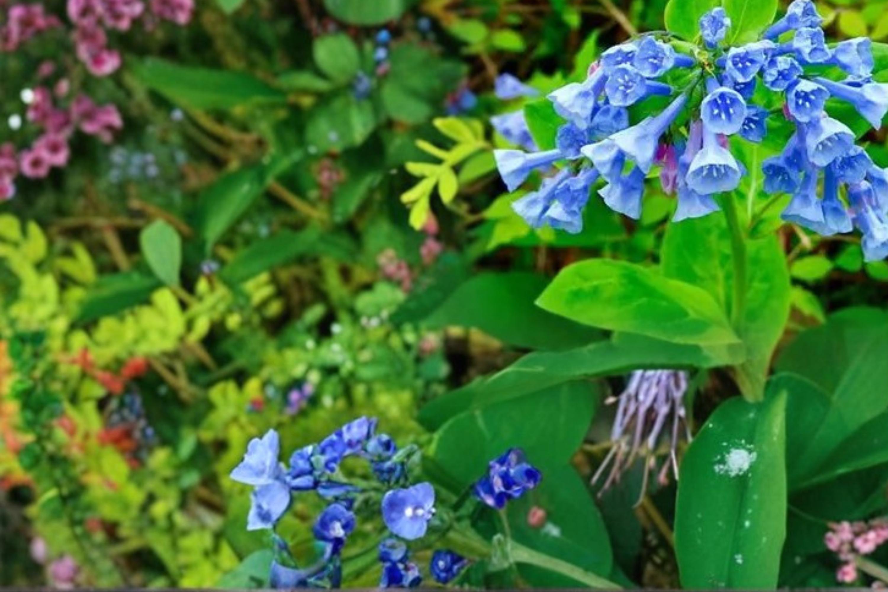 Virginia Bluebells Seeds – Mertensia virginica – Spring Flowering Perennial Wildflower for Shade Gardens