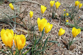 Golden Yellow Crocus Bulbs – 20 Pack, Early Spring Blooming, Crocus Vernus, Perennial Flower Bulbs for Garden Beds & Borders