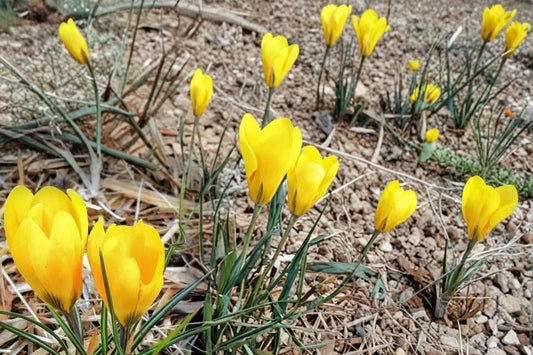 Golden Yellow Crocus Bulbs – 20 Pack, Early Spring Blooming, Crocus Vernus, Perennial Flower Bulbs for Garden Beds & Borders