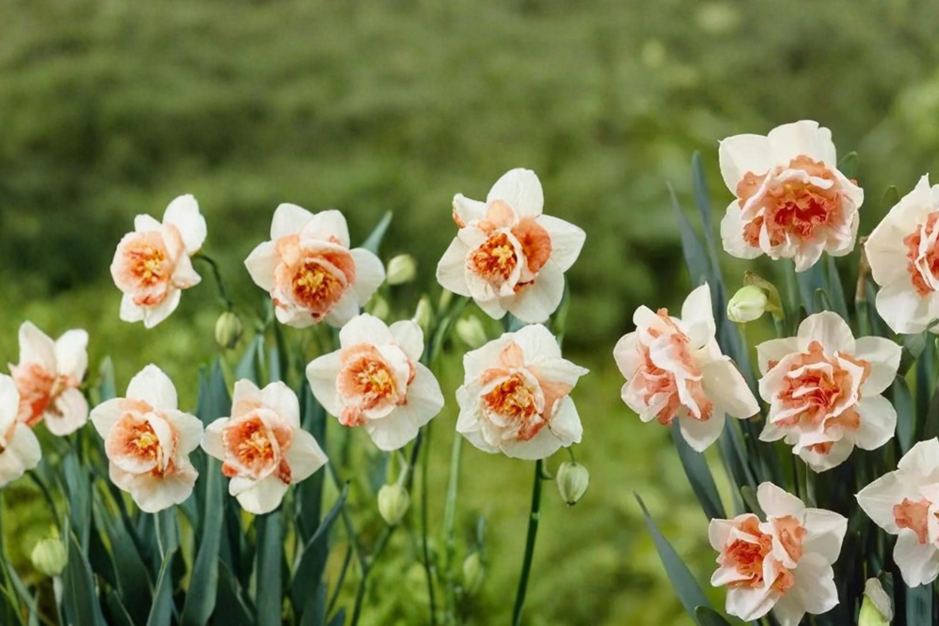 Replete Double Daffodil Bulbs – Narcissus, Perennial Spring Flower, White & Peach-Pink, Garden Bulb, Naturalizing, 10 Bulbs