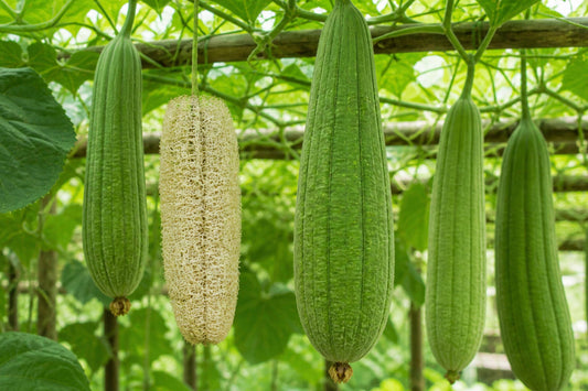 Luffa Sponge Gourd Seeds – Natural Loofah Plant for DIY Sponges, Vegetables & Eco-Friendly Gardening (Luffa cylindrica)