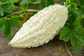 White Bitter Gourd Hybrid Seeds – Milder Flavor Asian Vegetable, Momordica charantia, 5 Seeds
