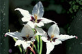 Abyssinian Gladiolus Flower Bulbs 5 Pack | Sweetly Scented Acidanthera for Garden, Borders, Containers