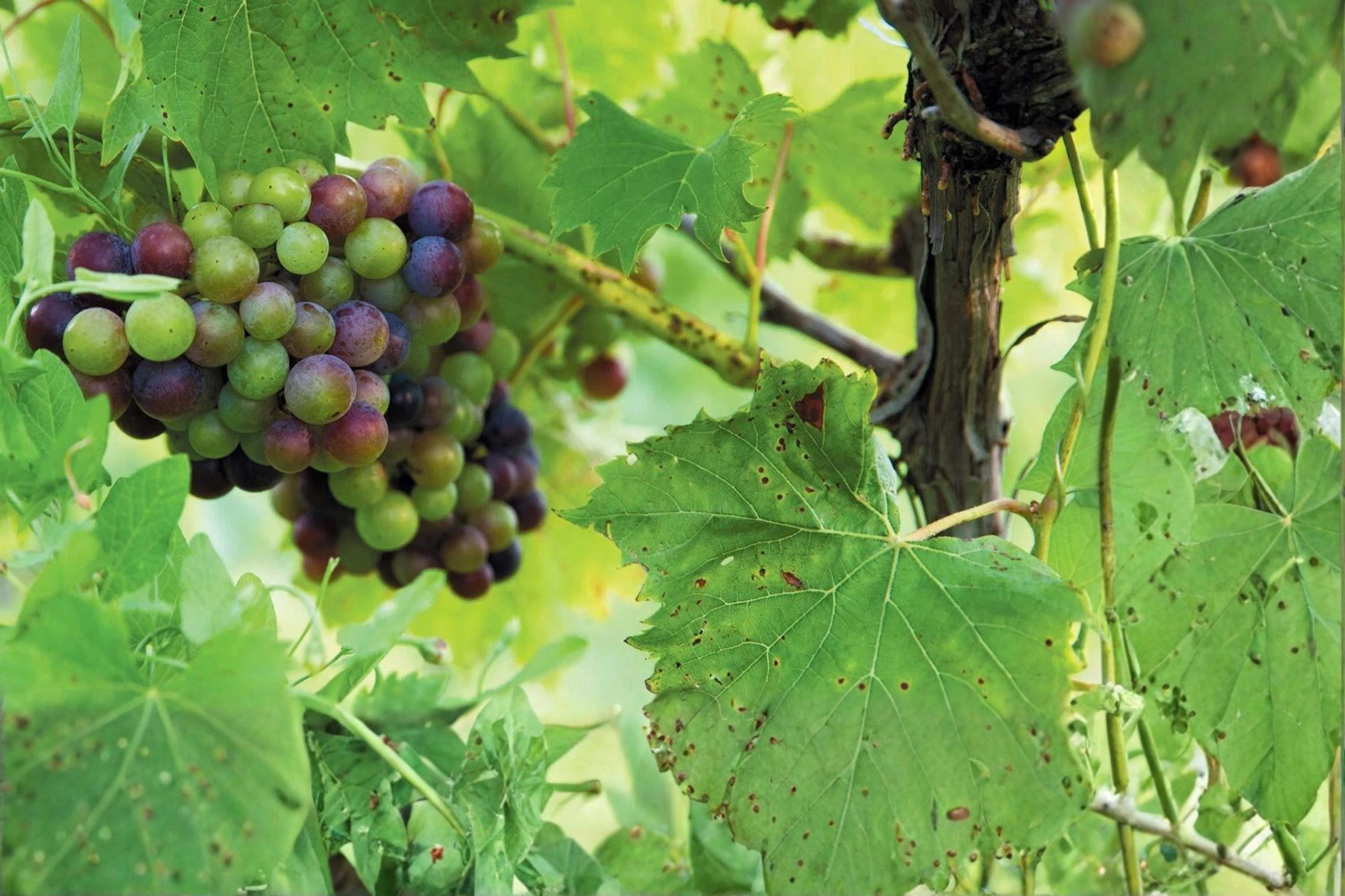 Chambourcin Live Wine Grape Vine Plant 1-2 Year Old Vitis vinifera for Home Vineyard, Garden, Trellis
