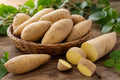 Sweet Potato Slips 24 O'Henry White Flesh Variety Ipomoea batatas Live Rooted Plants